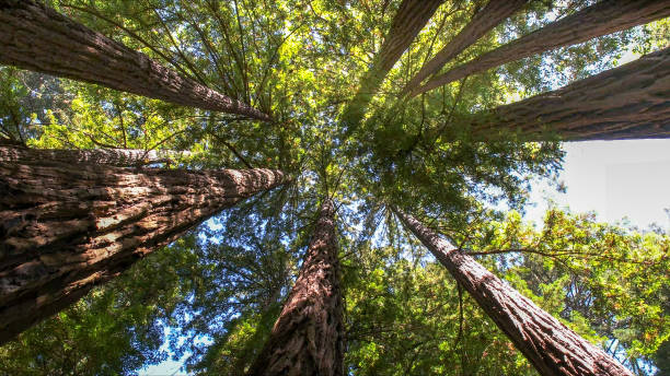 How Our Tree Care Process Works  in  Star, ID